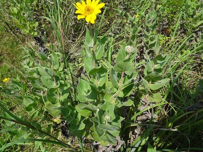 Helianthus mollis, photographed by Thomas Koffel