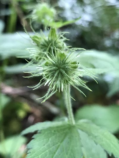 Geum geniculatum, photographed by Alan Weakley