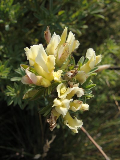 Chamaecytisus albus, photographed by Oleksii Vasyliuk