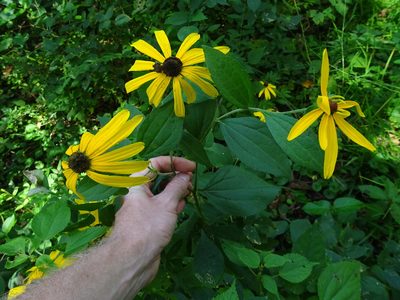 Rudbeckia subtomentosa, photographed by Thomas Koffel