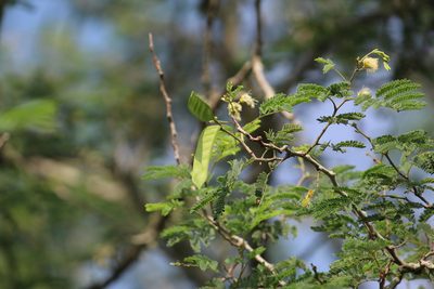 Havardia pallens, photographed by Tereso Hernández Morales