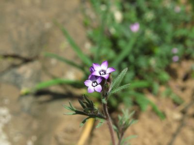 Gilia laciniata, photographed by Nicolás Lavandero