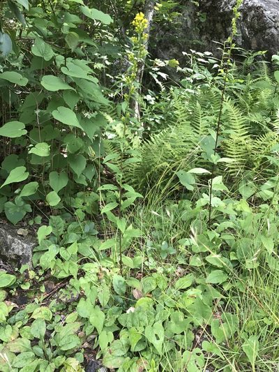 Solidago roanensis, photographed by Alan Weakley
