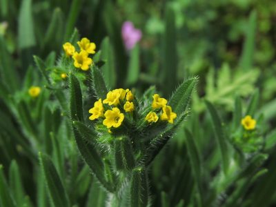 Amsinckia calycina, photographed by Nicolás Lavandero
