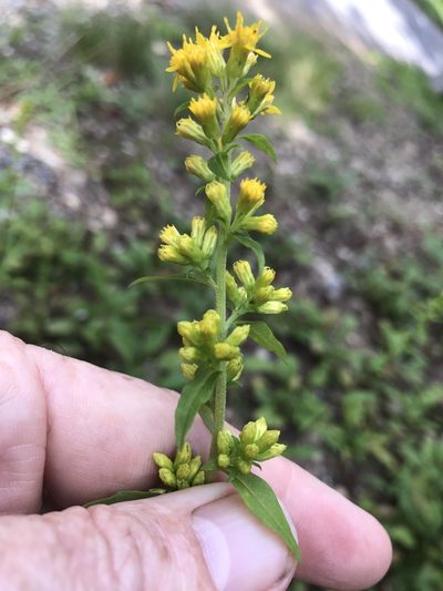 Solidago roanensis, photographed by Alan Weakley