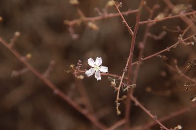 Stephanomeria exigua, photographed by Millie Basden