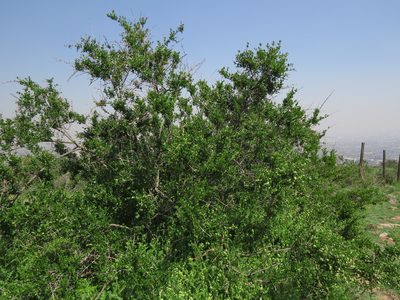 Retanilla trinervia, photographed by Nicolás Lavandero