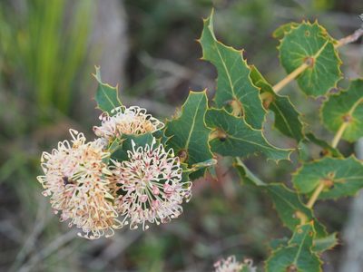 Hakea amplexicaulis, photographed by Brett Coulstock
