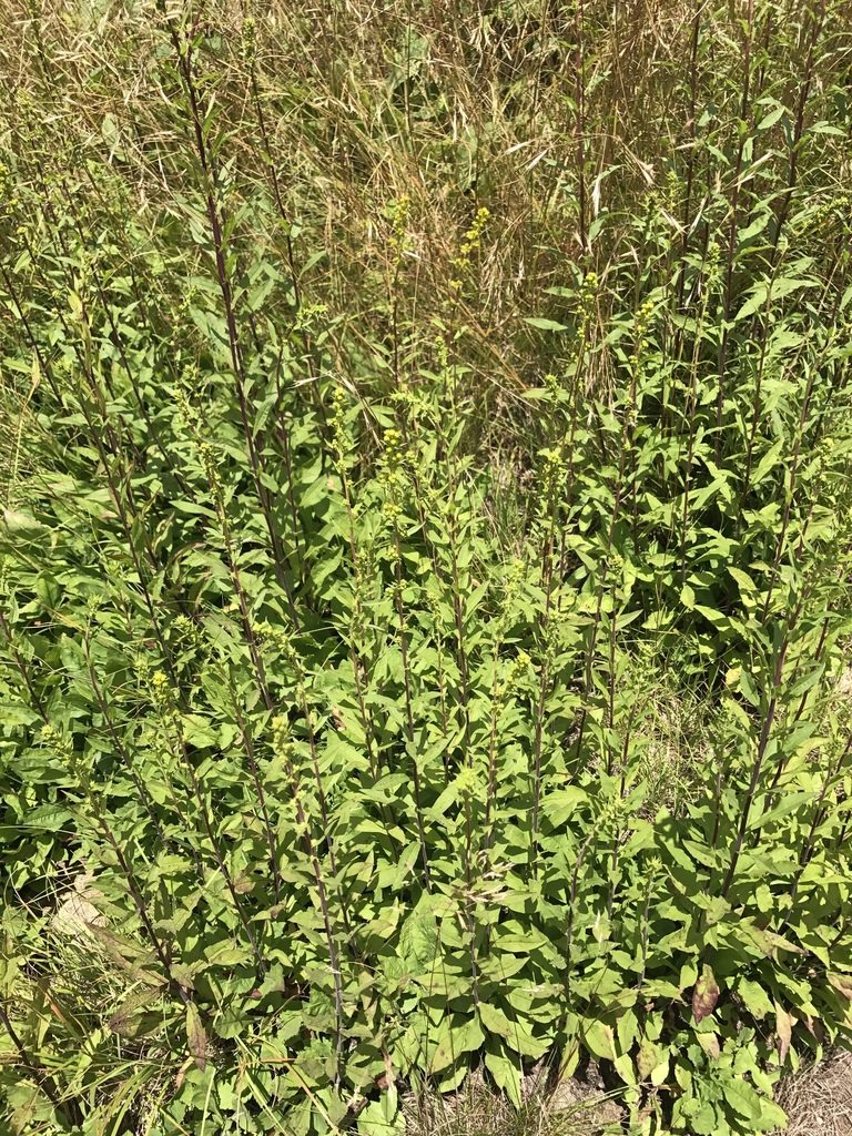 Solidago roanensis, photographed by Alan Weakley