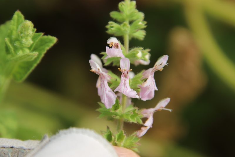 Stachys stebbinsii, photographed by Millie Basden