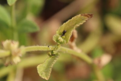 Stachys stebbinsii, photographed by Millie Basden
