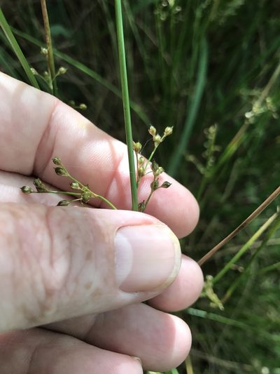 Juncus gymnocarpus, photographed by Alan Weakley