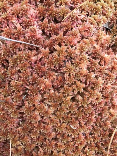Sphagnum bartlettianum, photographed by Alan Weakley