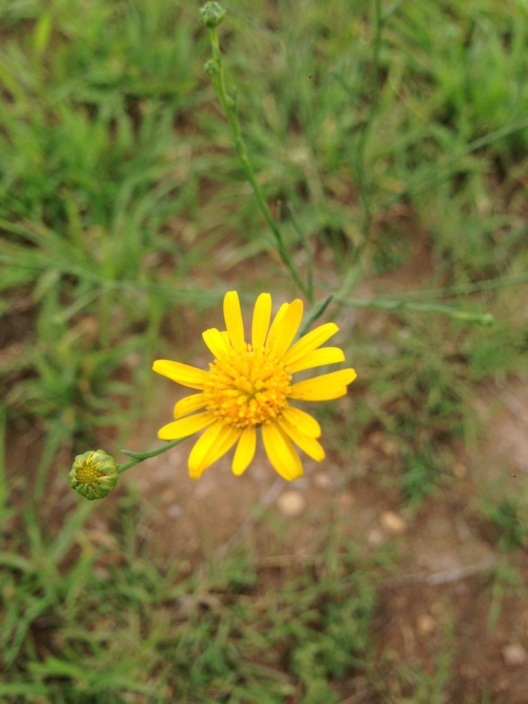 Gutierrezia conoidea, photographed by Oscar C. González Martínez