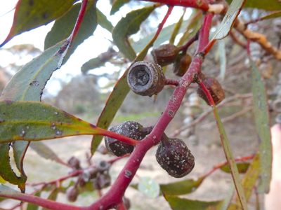 Eucalyptus incrassata, photographed by Kiri Bee