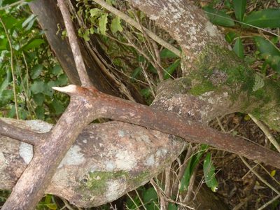 Melicytus macrophyllus, photographed by Bruce Calvert