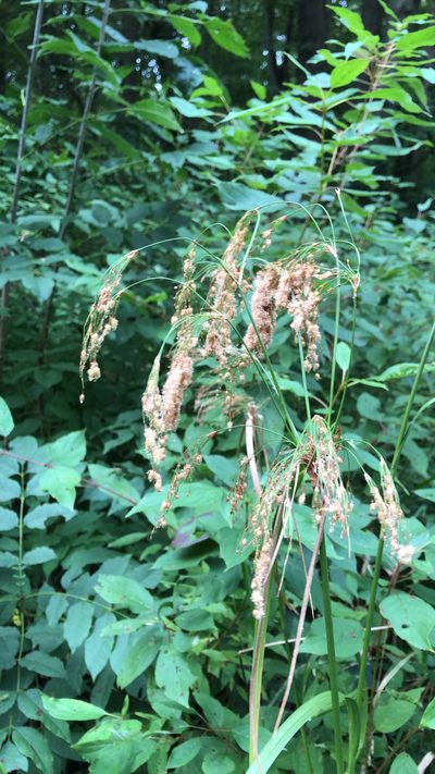 Scirpus pedicellatus, photographed by Jenn (McPhee) Dyson