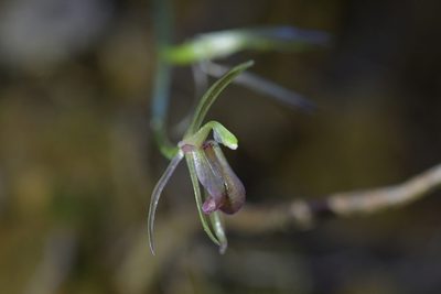 Cyrtostylis rotundifolia, photographed by Christopher Stephens
