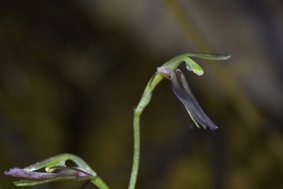Cyrtostylis rotundifolia, photographed by Christopher Stephens