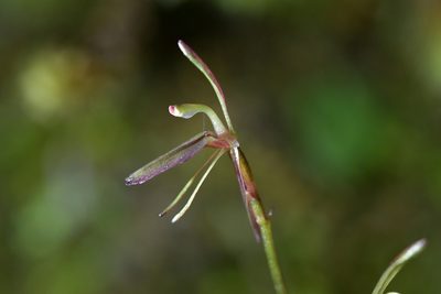 Cyrtostylis rotundifolia, photographed by Christopher Stephens