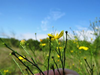 Gutierrezia texana, photographed by Annika Lindqvist