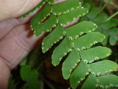 Adiantum fulvum, photographed by Bruce Calvert