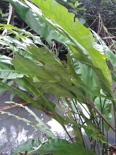 Cyclanthus bipartitus, photographed by keesgroenendijk