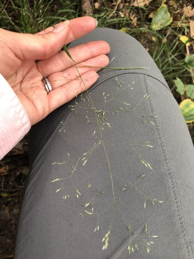 Agrostis perennans, photographed by Jenn (McPhee) Dyson