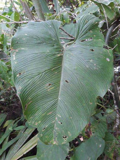 Philodendron jacquinii, photographed by keesgroenendijk