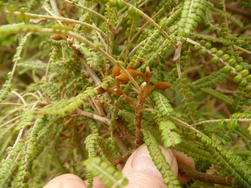 Sophora fulvida, photographed by Bruce Calvert