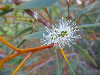 Eucalyptus diversifolia, photographed by Kiri Bee