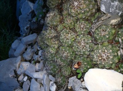 Coryphantha neglecta, photographed by Francisco Martínez González
