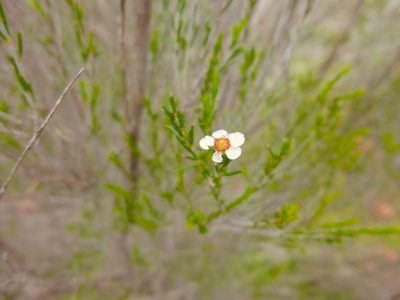 Hysterobaeckea behrii, photographed by Kiri Bee
