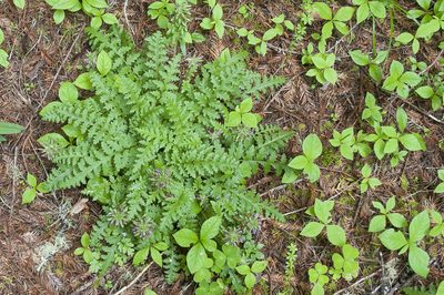 Pedicularis dudleyi, photographed by asadotzler