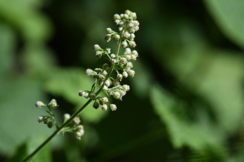 Heuchera pilosissima, photographed by Karen and Mike