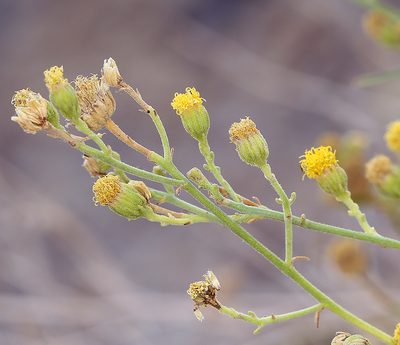 Perityle megalocephala, photographed by Steve Matson