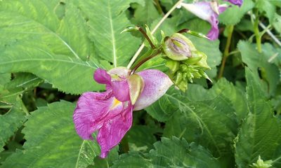 Impatiens textorii, photographed by Takashi KOIKE
