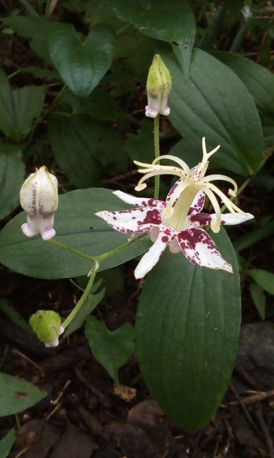 Tricyrtis macropoda, photographed by Takashi KOIKE