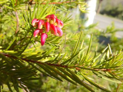 Grevillea rosmarinifolia, photographed by Kiri Bee