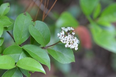 Viburnum lautum, photographed by Neptalí Ramírez Marcial