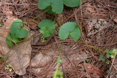 Micropleura renifolia, photographed by Neptalí Ramírez Marcial