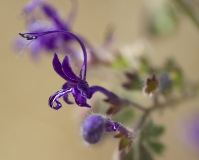 Trichostema laxum, photographed by John Hibbard