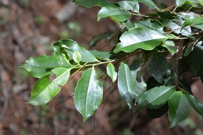 Cleyera theoides, photographed by Neptalí Ramírez Marcial