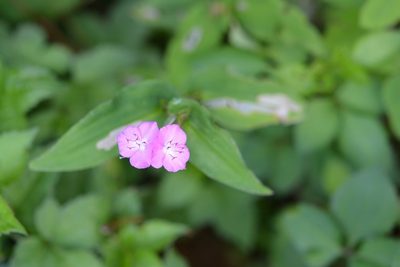 Tradescantia commelinoides, photographed by Neptalí Ramírez Marcial
