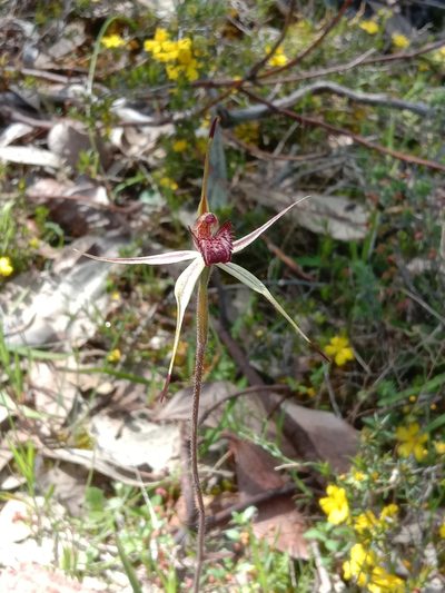 Caladenia reticulata, photographed by Jess Bamford