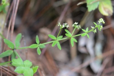 Trichogalium aschenbornii, photographed by Neptalí Ramírez Marcial