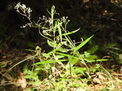 Astrotricha longifolia, photographed by Greg Tasney
