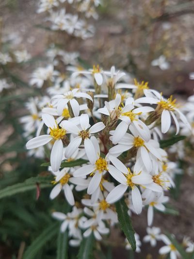 Olearia erubescens, photographed by Vale Jenny Conolly