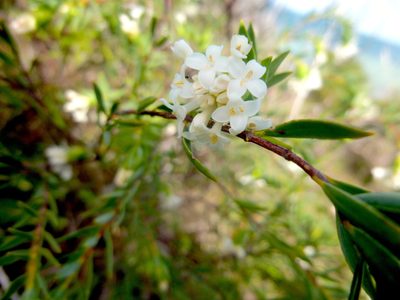 Pimelea stricta, photographed by Kiri Bee