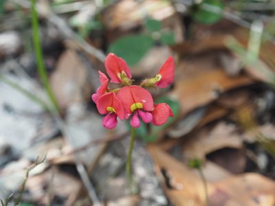 Kennedia coccinea, photographed by Brett Coulstock